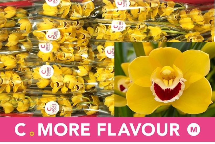 <h4>CYMB MI GOLDEN BOY</h4>