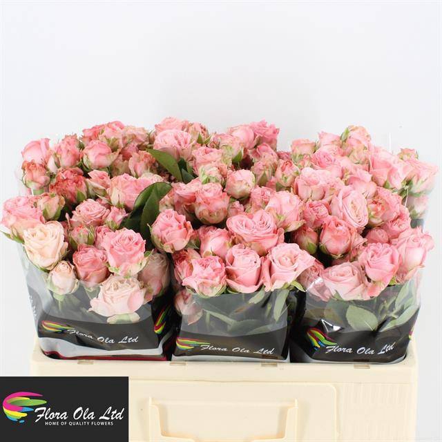 <h4>R Tr Madam Bombastic Flora Ola</h4>