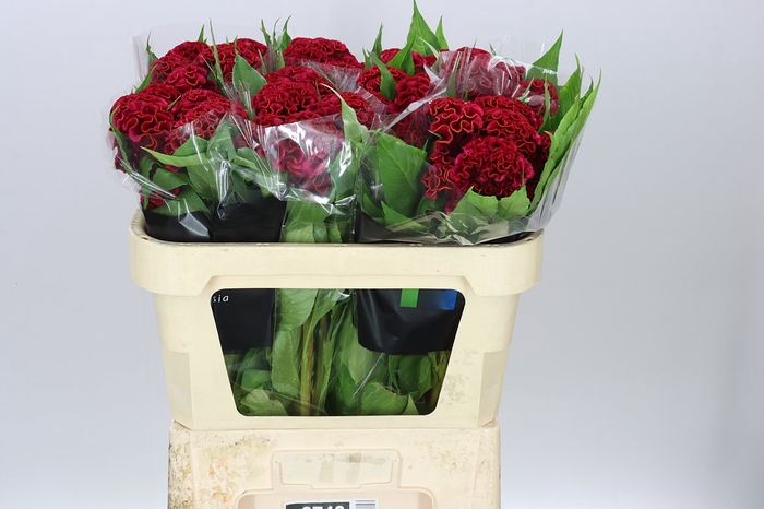 <h4>Celosia Act Dara</h4>