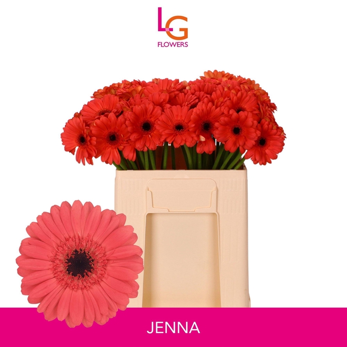 <h4>GE MI JENNA</h4>