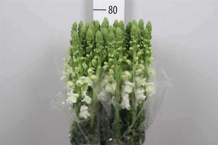 <h4>Antir Poto White</h4>