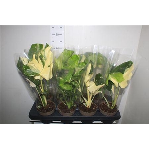 ** Monstera Deliciosa Thai Const Winter Promo *