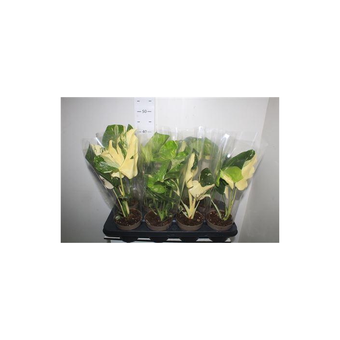 <h4>** Monstera Deliciosa Thai Const Winter Promo *</h4>