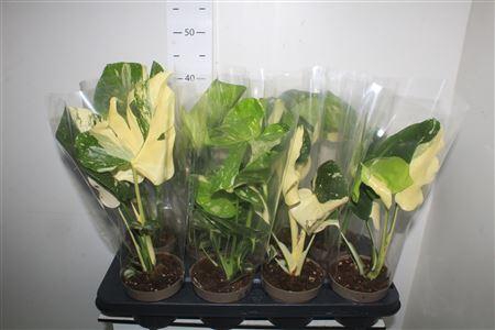 ** Monstera Deliciosa Thai Const Winter Promo *