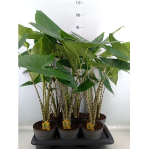 Alocasia zebrina
