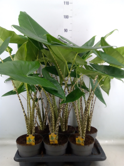 <h4>Alocasia zebrina</h4>