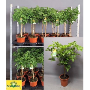 .Pelargonium graveolens lemon tree