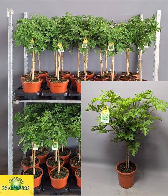 <h4>.Pelargonium graveolens lemon tree</h4>