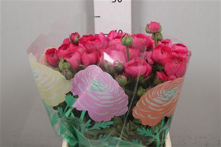 <h4>Ran Az Bonbon</h4>