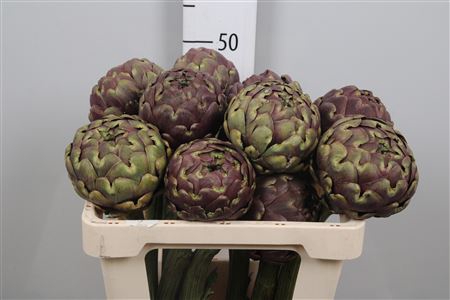 <h4>Cynara Sc Purple Romanga</h4>