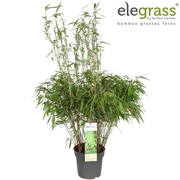 Fargesia rufa P23