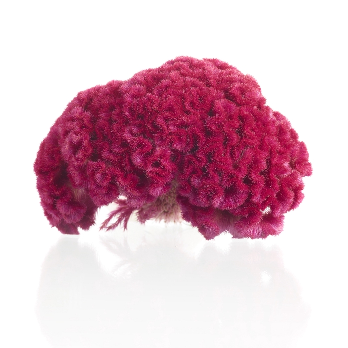 <h4>Celosia Bombay dark pink</h4>