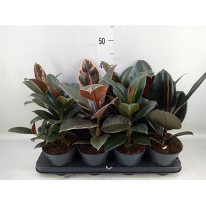 Ficus elastica   ...