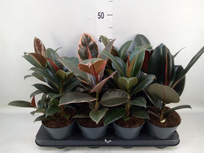 <h4>Ficus elastica   ...</h4>