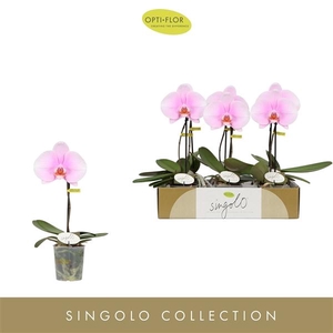Phalaenopsis overig roze