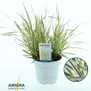 Calamagrostis accutiflora 'Overdam'