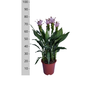 Curcuma alism. 'Siam Swing'