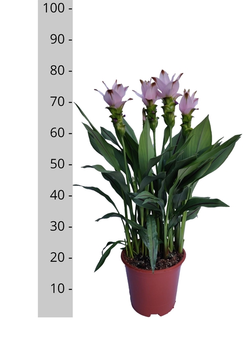 <h4>Curcuma alism. 'Siam Swing'</h4>