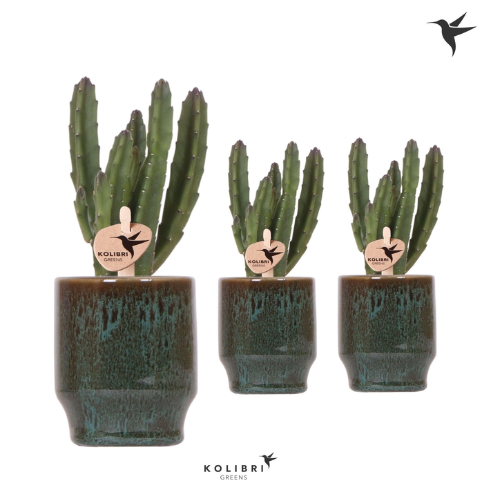 <h4>Kolibri Greens Stapelia Leendertziae in Classy pot green</h4>
