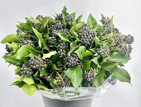 <h4>Hedera Black Berries</h4>