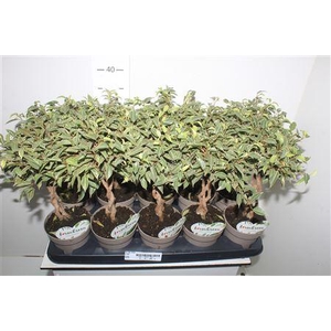 Fic Be Nina Twister Stammetje