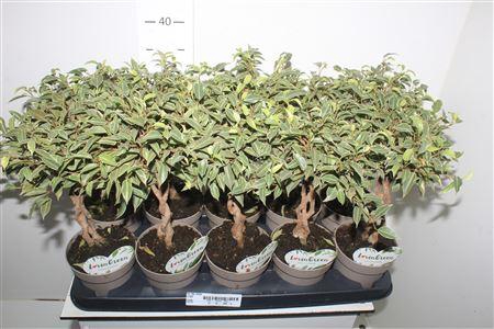 <h4>Fic Be Nina Twister Stammetje</h4>