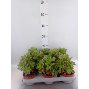 Aeonium   ...