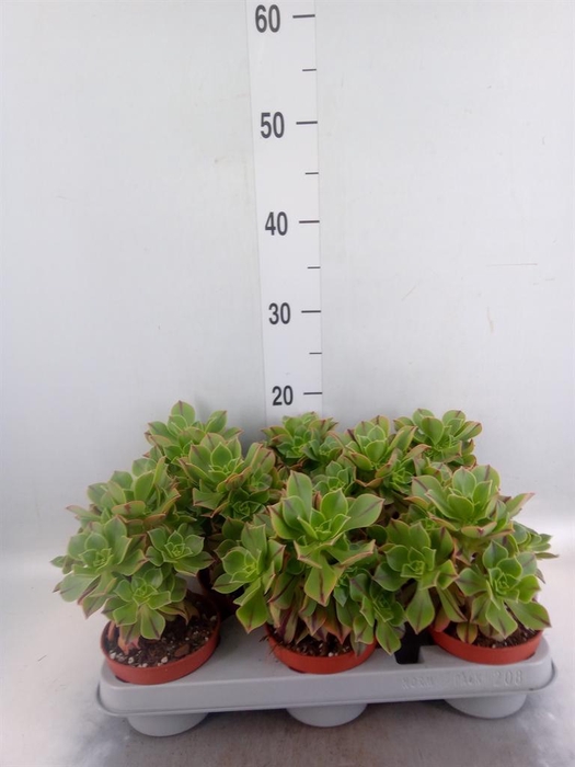 <h4>Aeonium   ...</h4>