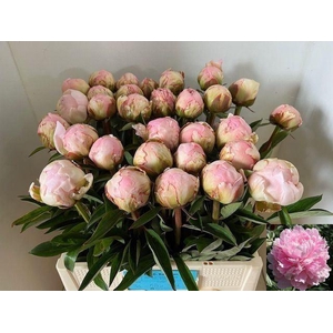 PAEONIA LACT. 'PILLOW TALK'