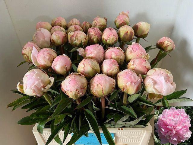 <h4>PAEONIA LACT. 'PILLOW TALK'</h4>