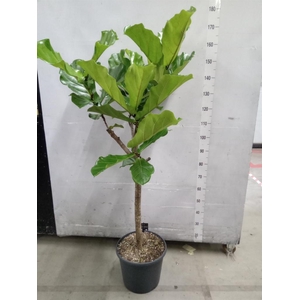 Ficus lyrata