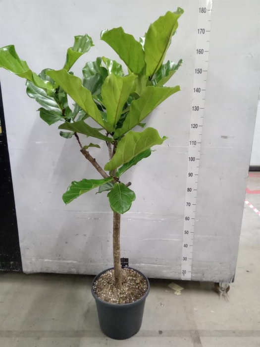 <h4>Ficus lyrata</h4>