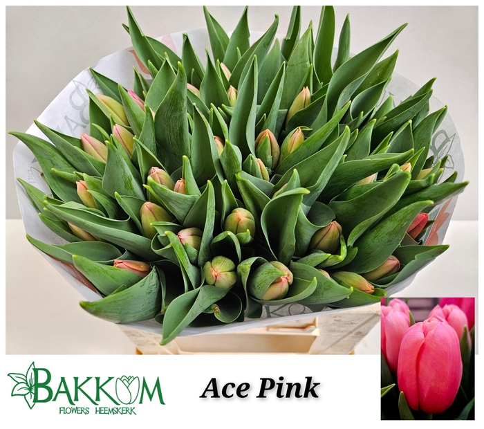 <h4>TU EN ACE PINK</h4>