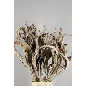 DF Strelitzia Leaf Natural