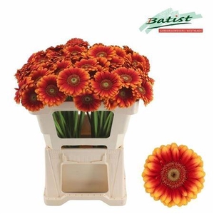 Ge Mi Juanita 07 CM,(NL),MPS A,(20)