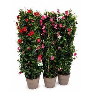 Dipladenia dubbelboog div. kleuren OP = OP