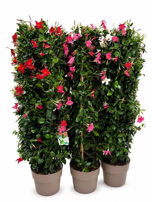 <h4>Dipladenia dubbelboog div. kleuren OP = OP</h4>