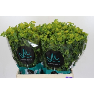 Bupleurum Griffithii