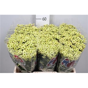 Chr S Mad Nyaka Crea