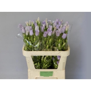 Campanula M Champion Lavender