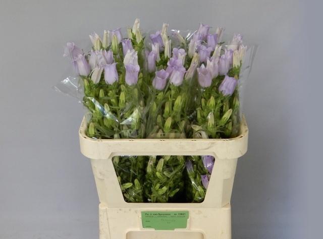 <h4>Campanula M Champion Lavender</h4>