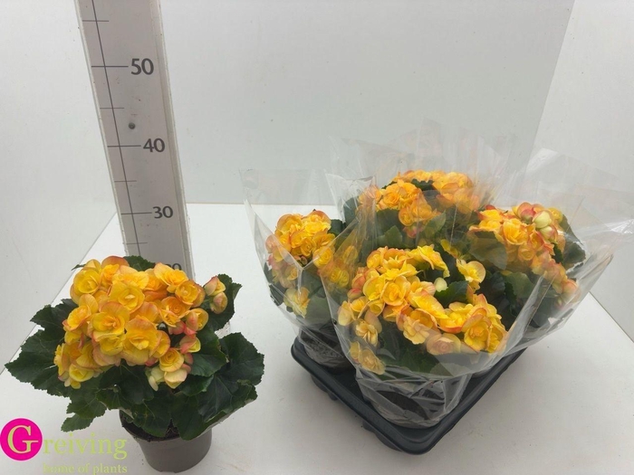 <h4>BEG HL REBECCA</h4>