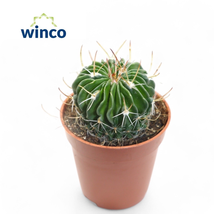 <h4>CACTUS OV</h4>