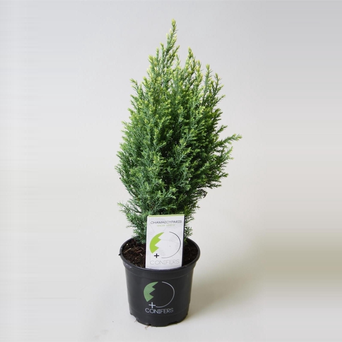 <h4>Chamaecyparis lawsoniana 'Snow White' P11</h4>