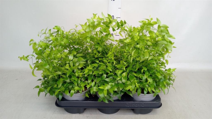 <h4>Asparagus   ...</h4>