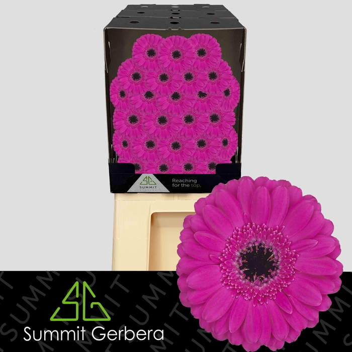 <h4>Germini Anna Diamond</h4>