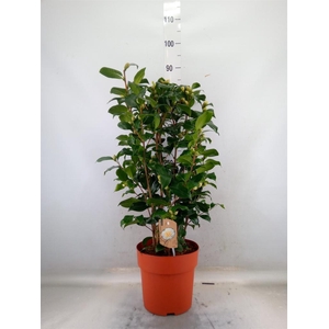 Camellia japonica 'Brushfield Yell'