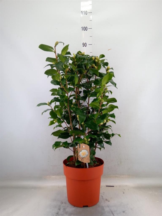 <h4>Camellia japonica 'Brushfield Yell'</h4>