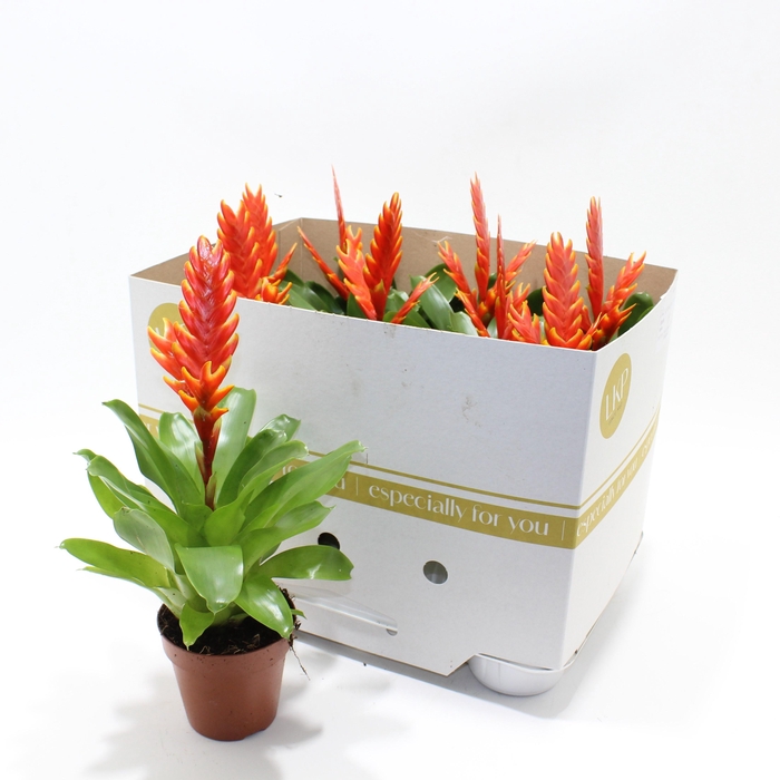 <h4>VRIES SPARKLE</h4>