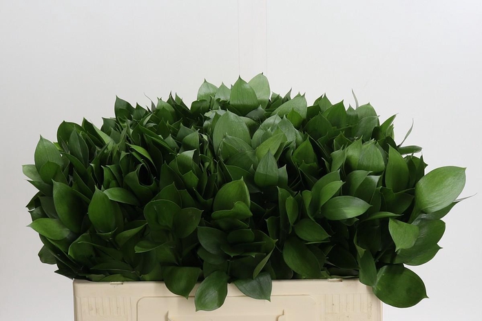 <h4>Ruscus Hypophyllum</h4>